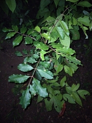 Sclerocarya birrea