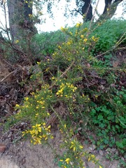 Ulex europaeus