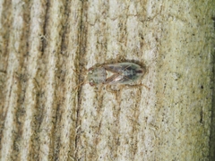 Geocoridae