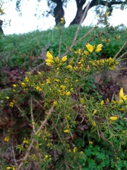 Ulex europaeus
