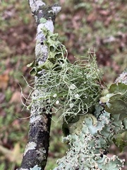 Ramalina