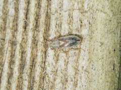 Geocoridae