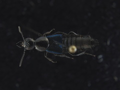 Philonthus caeruleipennis