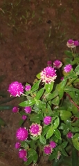 Gomphrena globosa