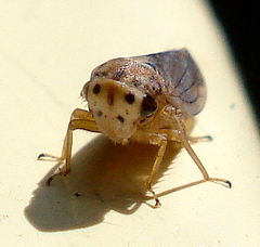 Macropsis scotti