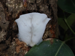 Hohenbuehelia reniformis