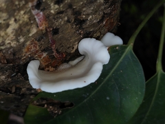 Hohenbuehelia reniformis