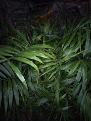 Zingiber officinale