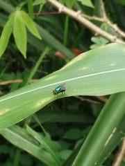 Lucilia eximia