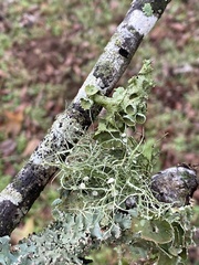 Ramalina