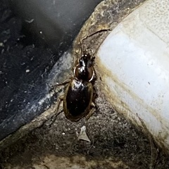 Tanystoma maculicolle