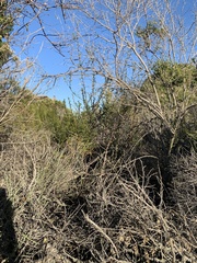 Ribes malvaceum malvaceum