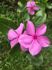 Catharanthus roseus