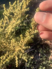 Salsola kali