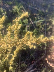Salsola kali