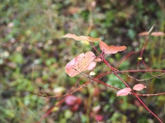 Cornus sericea