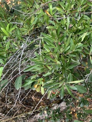 Pyracantha angustifolia