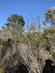 Ribes malvaceum malvaceum