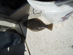 Paralichthys californicus