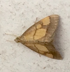 Evergestis limbata