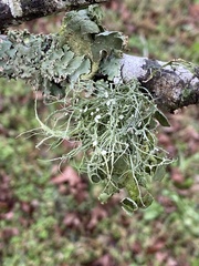 Ramalina