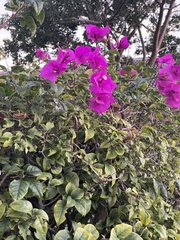 Bougainvillea glabra