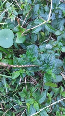 Stachytarpheta