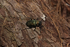 Pyrodes nitidus