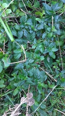Stachytarpheta