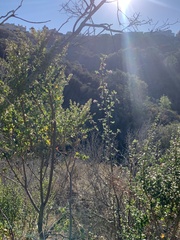 Ribes malvaceum malvaceum