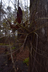 Tillandsia bartramii