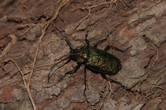 Pyrodes nitidus