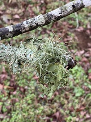 Ramalina