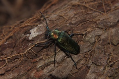 Pyrodes nitidus