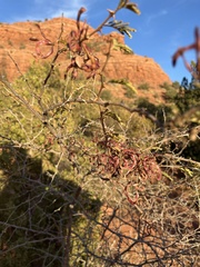 Mimosa aculeaticarpa biuncifera