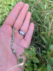 Spiranthes lacera gracilis
