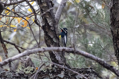 Sphyrapicus thyroideus