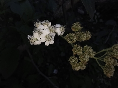 Verbesina microptera