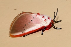 Trosia nigropunctigera