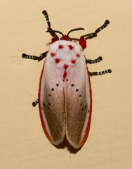 Trosia nigropunctigera