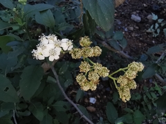 Verbesina microptera