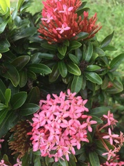 Ixora