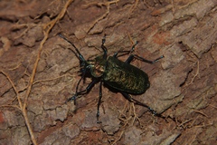 Pyrodes nitidus