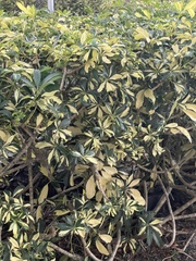 Schefflera