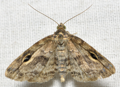 Melanomma auricinctaria