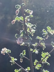 Ribes malvaceum malvaceum