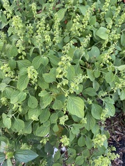 Ocimum campechianum
