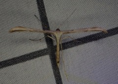 Emmelina monodactyla