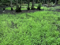Kellochloa verrucosa