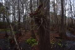 Tillandsia bartramii